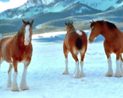 Clydesdale Horses Start A Snowball Fight. One Horse Shows Who’s Boss.