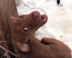 Cold and alone, puppy howls in fear until rescuer comforts him