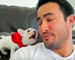 Daddy calls his little bulldog pup handsome. The pup proceeds to throw a hysterical hissy fit.