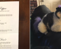 Woman Leaves Nephew The Most Detailed Instructions For Babysitting Her Dog