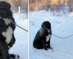 Chained Up In The Cold For 4 Years, Sick Dog Finally Rescued From Cruel Owners