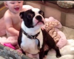 Mom Begs Her Dog To Get Out of The Baby’s Crib But Then Acts So Adorably Disobedient
