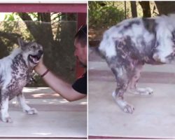 Dog told he’s getting adopted after 4 years in shelter, does cutest happy dance ever