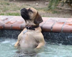 Dog Discovers Relaxing Powers Of A Hot Tub, And The Internet Is Here For It