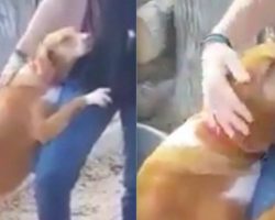 Dog hugs journalist at animal shelter and won’t let go