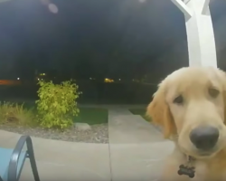 Smart Dog Knows To Ring The Doorbell To Get Back In After Escaping The House