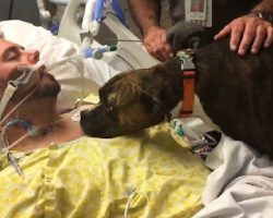 Dog visits hospital to say goodbye to her dying owner – When she does, everyone is in tears.