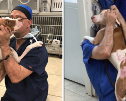 Dog found tied to a tree covered in burns, has most emotional reunion with vet who saved him