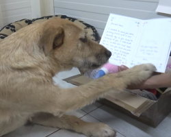 Sad Shelter Dog Receives Sweet Letter From Adoptive Mom