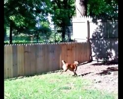 After This Guy Literally Just Finished Building His Dog Fence In The Backyard He Lets His Dog Out To Test It