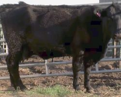 Farmer Thinks Cow Is Pregnant, Only To Stand There Frozen When He Finally Sees “The Baby”