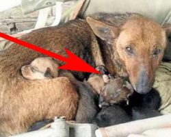 Woman sees a stray dog with 6 puppies – looks closer and spots tiny hand sticking up