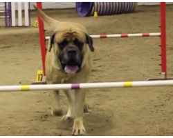 Giant Mastiff Dog Slowly Does His Bare Minimum At Agility Course