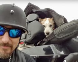 He Saw the Dog Being Beaten By the Roadside, Biker Cares for Dog and Adopts As His Own