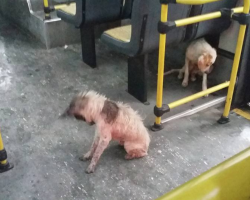 Driver Pulls Over And Allows Two Stray Dogs On His Bus During Heavy Downpour