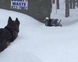 Dog trapped in snow can’t get himself out. Suddenly sees a friend rushing to save him