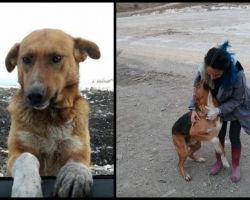 Dog Living At Garbage Dump Begged People To Take Him Home But No One Would