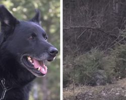 Dog fights off coyotes and protects teen for 2 days after harrowing car crash – wins big award