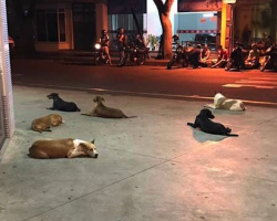 Homeless Man Rushed To Hospital, And His Loyal Companions Follow And Wait