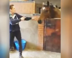 This Horse Was Minding His Own Business When She Started Dancing… His Reaction? So Cute!