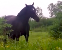 Girls Pull Over To A Horse On A Backroad, And It Starts Dancing To Their Music