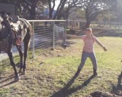 The Little Girls Start Dancing, But It’s The Horse You’ll Want To See… LOL!