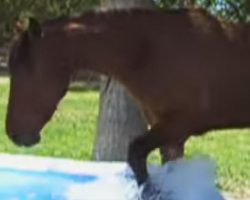 A Curious Horse Walks Up To A Kiddie Pool. And What He Did Is Brilliant. LOL!