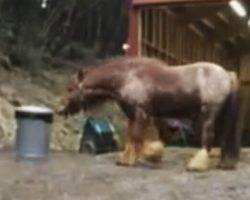 She Asked Her Horse To Stop Misbehaving… What He Does Instead? So Funny!
