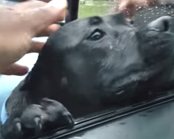 Hungry Stray Walked Up To Stranger’s Car And The Man Made The Mistake Of Offering Food