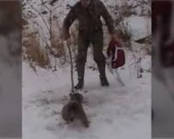 Daring duo approach angry animal stuck in bear trap, watch the fight this creature puts up