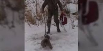 Daring duo approach angry animal stuck in bear trap, watch the fight this creature puts up