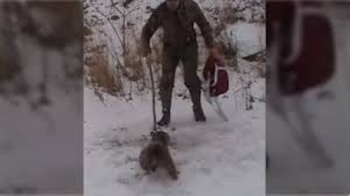 Daring duo approach angry animal stuck in bear trap, watch the fight this creature puts up