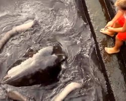 Huge Stingray Swims To Shore Everyday To Meet Boy, Their Bond Is Heartwarming