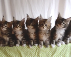 Kittens Hear Their Favorite Song, But When They Start Dancing, It’s The Best Thing Ever – SOO Adorable!