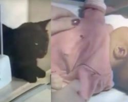 Kitty Makes Strange Noises Over Baby Monitor – Mom Checks Baby’s Bedroom And Leaps For The Phone