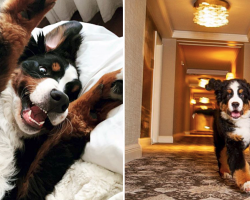 One Hotel Has A Resident Dog, And He Snuggles With All The Guests