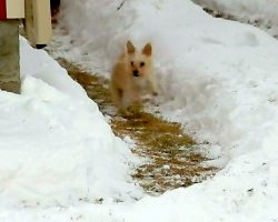 Puppy Hates The Snow, So Dad Spends Hours Digging A Snow Maze For Him To Play