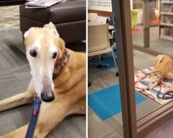 Lonely Dog Waits for Kids to Read to Him at Library But Nobody Came