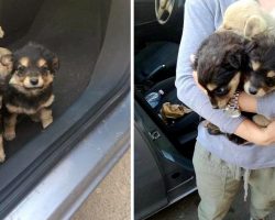 Man hits brakes to avoid hitting puppy on road, ends up rescuing 3 stranded pups