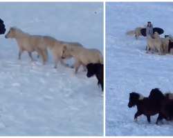 Boy Wants To Go Sledding, But Grandma Cracks Up When Her Mini Horses Try To Join In