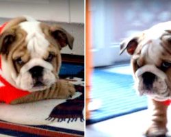 Bulldog Puppy Hates His New Sweater, Throws The Cutest Temper Tantrum At Mom