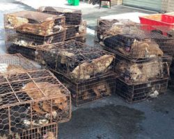 200 Dogs Crammed Into Cages On Way To Be Slaughtered Had Miraculous Twist Of Fate