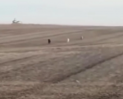 Man Finds His Missing Dog Running Across Field – But He Isn’t Alone