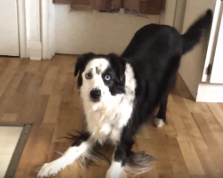 Mom Suggests An Apple Over Cookies For Dieting Dog, And It Doesn’t Go Over So Well