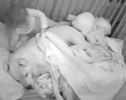Nanny cam captures sweet moment little girl covers up Pit Bull body guard with Blankie