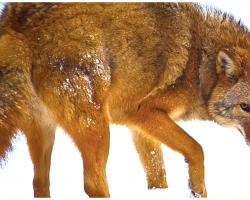 A New Species Is Evolving- A Mix Of Wolf, Coyote And Dog