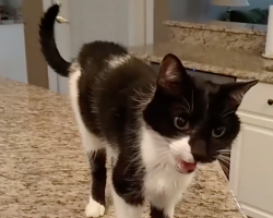 Nobody believed this guy what his cat’s ‘meow’ sounds like, so he grabs the camera and records it
