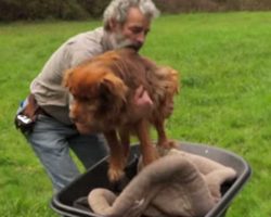 Old dog was chained for 14 years. Then old man finds her and changes her life