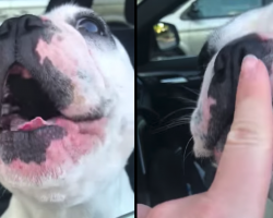 Dog Wants To Join In On Mom’s Conversation, Interrupts By Singing Some Opera Tunes