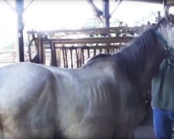 She Leaves An Old Horse Alone In The Barn Overnight. When She Comes Back…